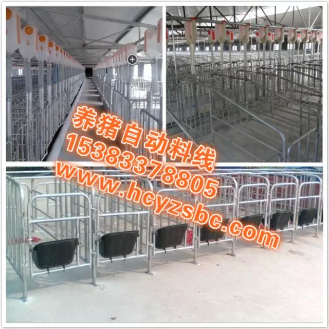 豬場自動化料線設(shè)計安裝養(yǎng)豬自動料線