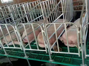 豬場限位欄結實耐用型