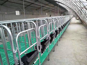 養(yǎng)豬設備廠家高床母豬定位欄
