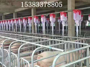 母豬舍雙排料線(xiàn)